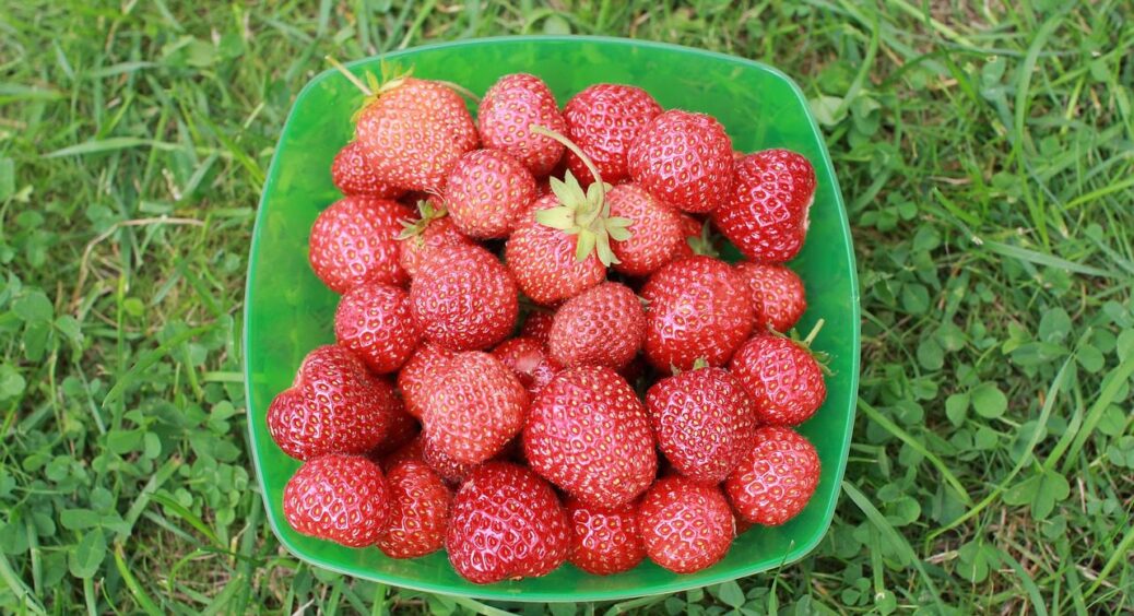 По 4 кілограми з куща, і навіть добрива не вношу: цей сорт полуниці — мій головний секрет 
