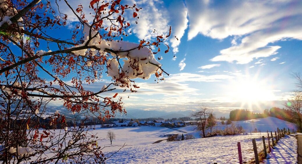 Дерева “п’ють” воду навіть узимку: коли та навіщо садовим рослинам потрібний холодний полив 