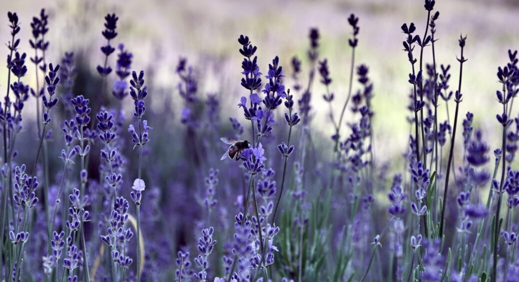 З року в рік висаджую ці 4 багаторічники – і бордюр розкішний: так роблять ландшафтні дизайнери 