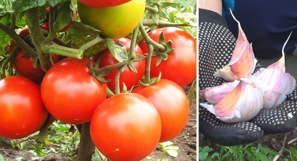 Секрет смачних помідорів розкрито — посадіть поруч 1 рослину і врожай набуде найкращих смаків 