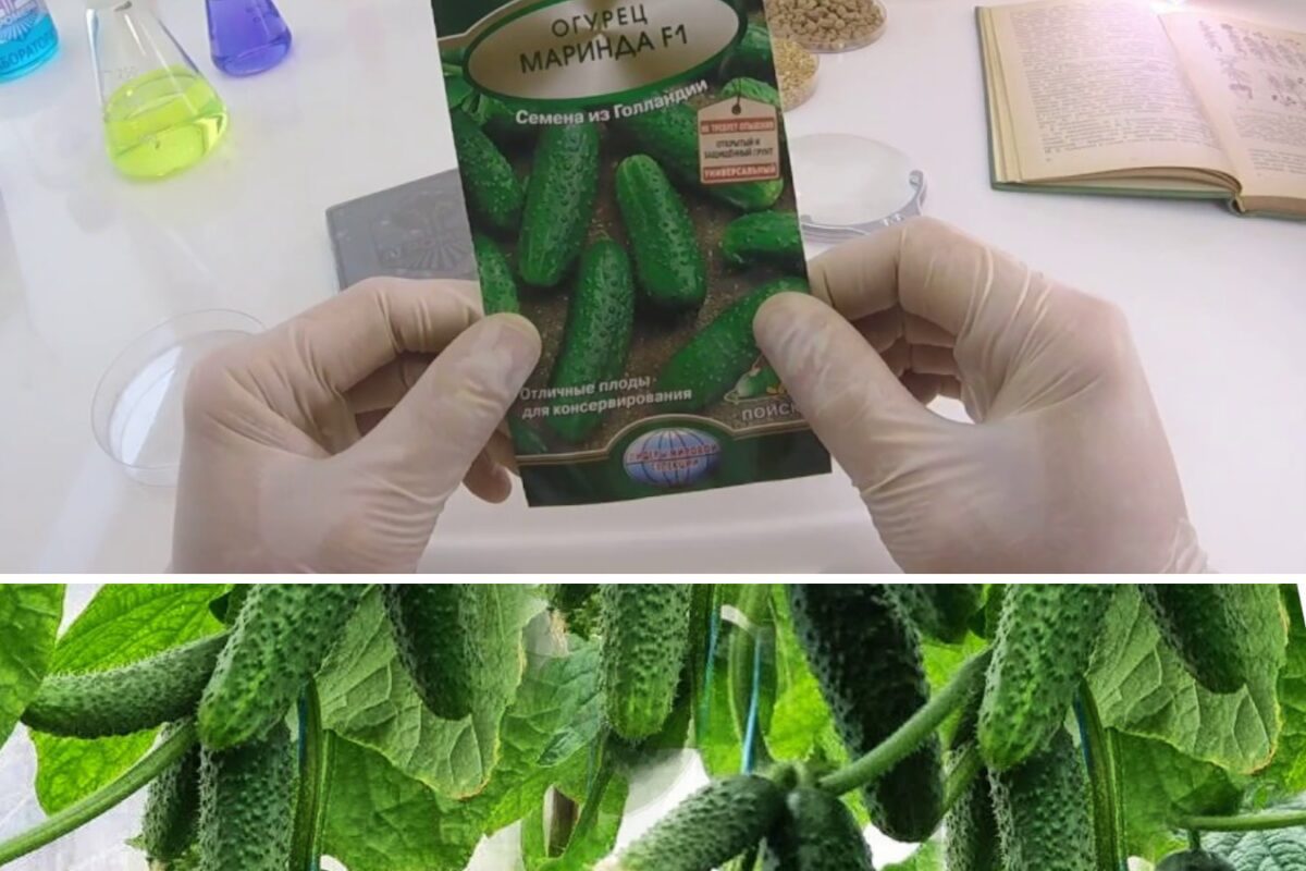 Сорт огірків "Маринда F1" Сорт огірків "Маринда F1"