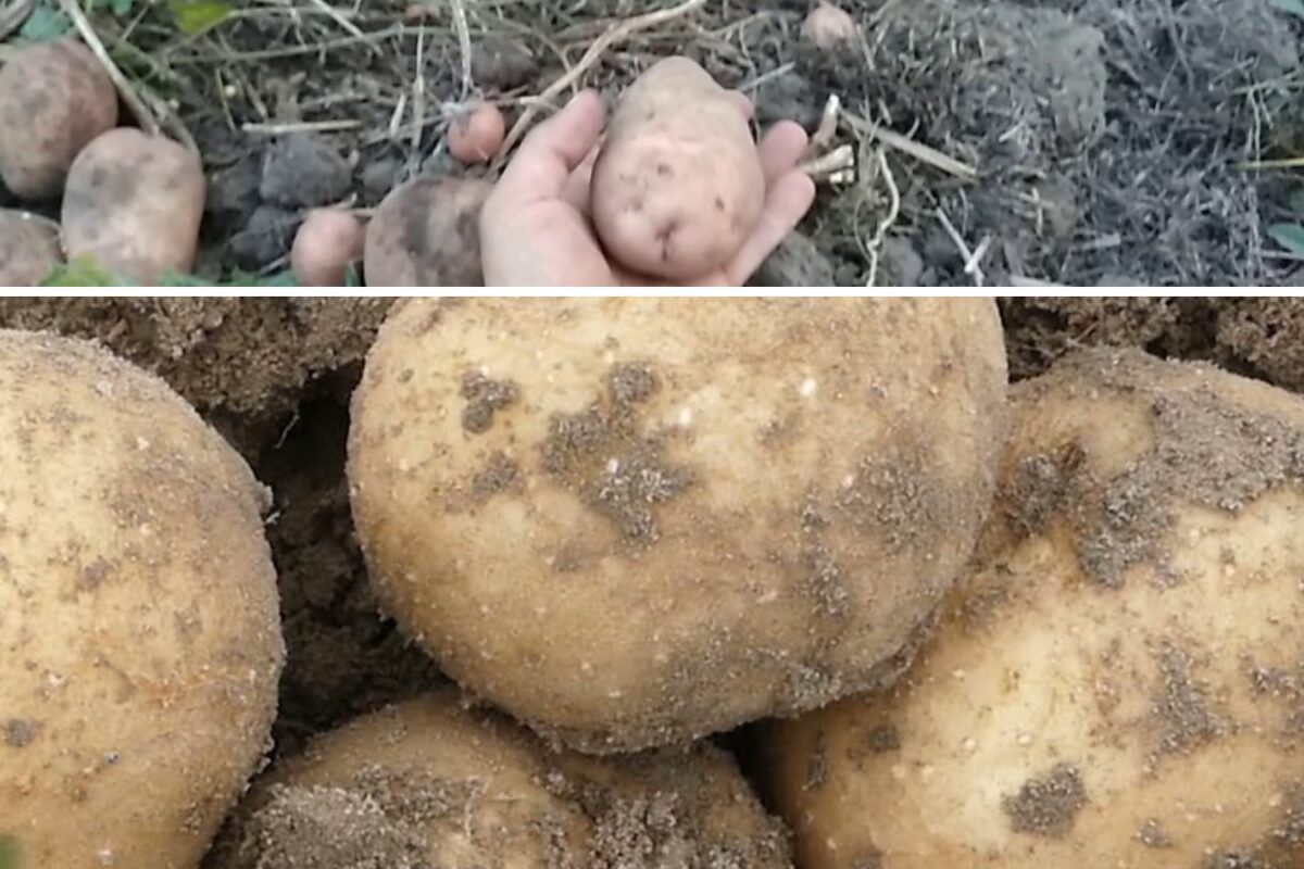 Сорт картоплі, стійкий до колорадського жука