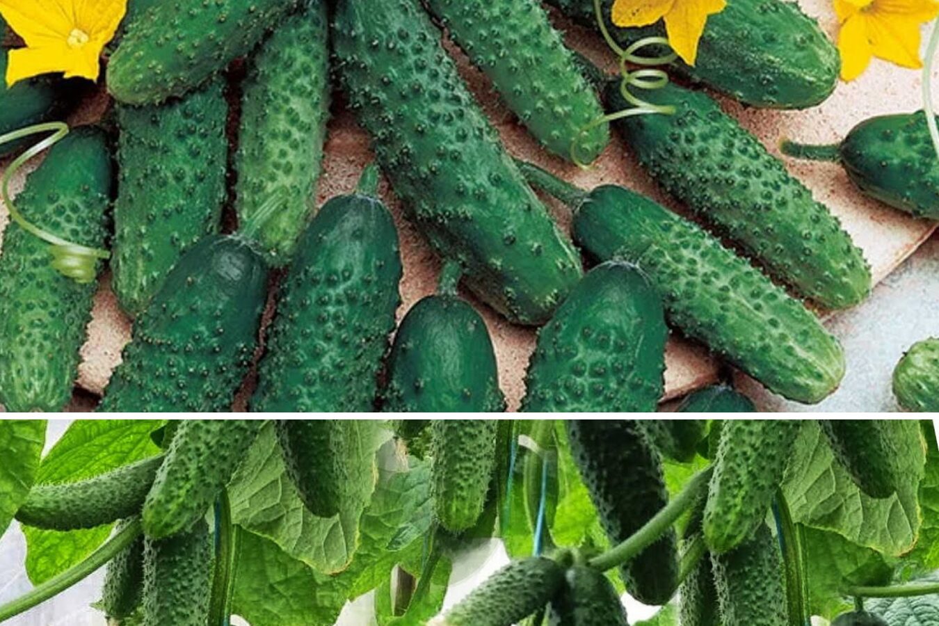 Експерт розповів, який огірок обрати для супер урожайності