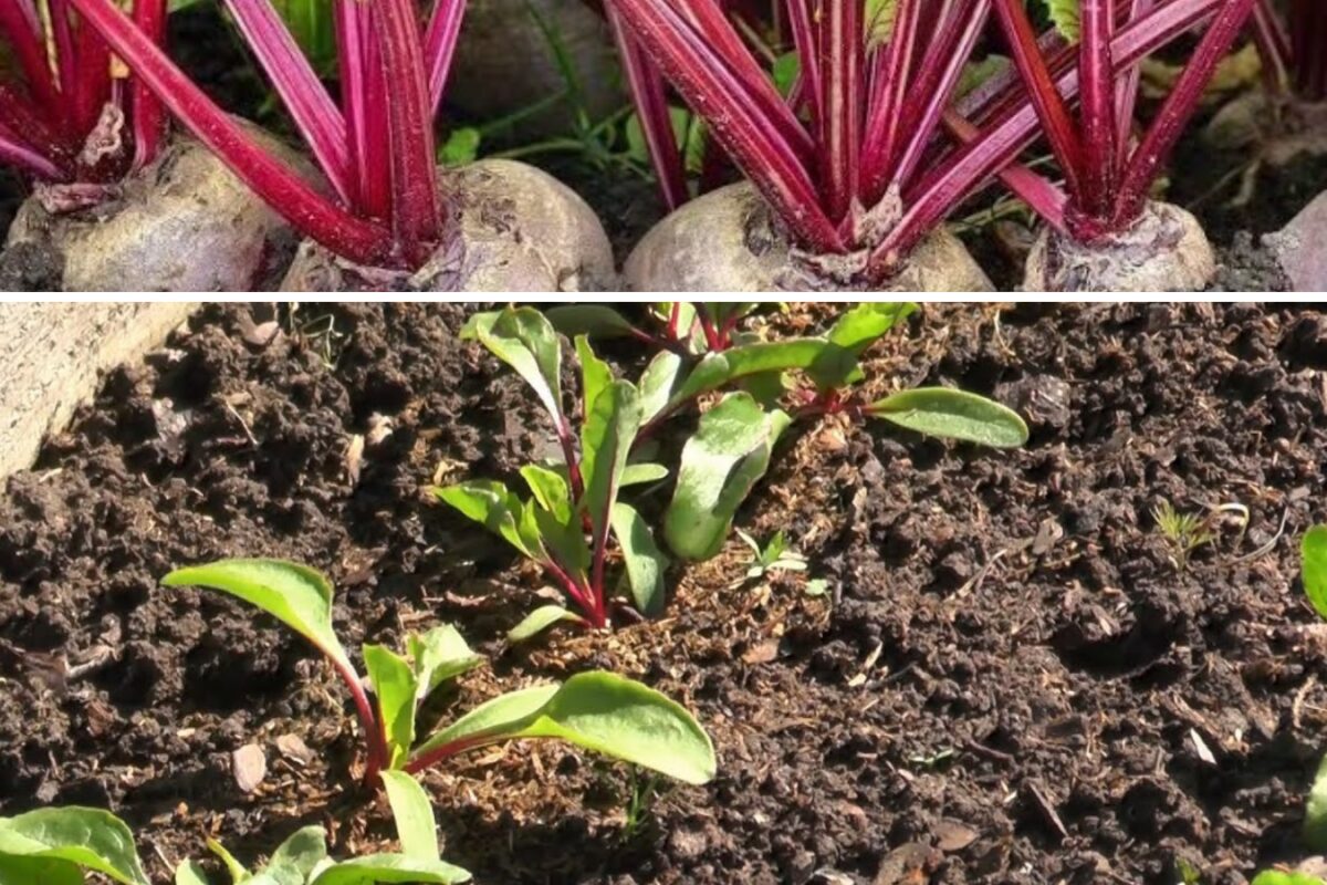 Городники розповіли, як правильно проростити буряк