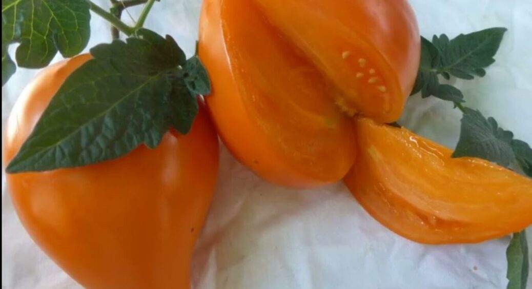 Це не томати, а мед з домашньої грядки: 3 найсолодші сорти помідорів для посадки у 2026-му році 