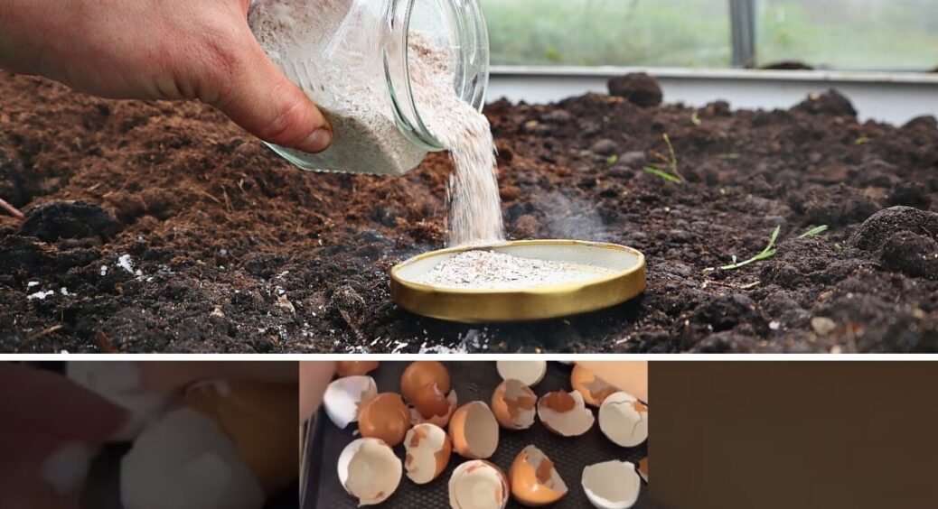 Не викидайте яєчну шкаралупу: в січні 2026 обов’язково розсипте її на городі — ось навіщо 