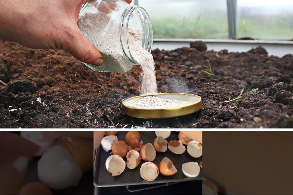 Використання яєчної шкаралупи на городі