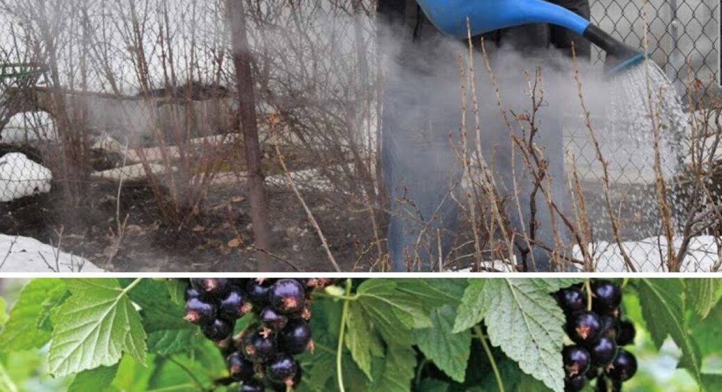 Обливаю кущі смородини окропом рано навесні: 2 причини це зробити у 2026-му році 