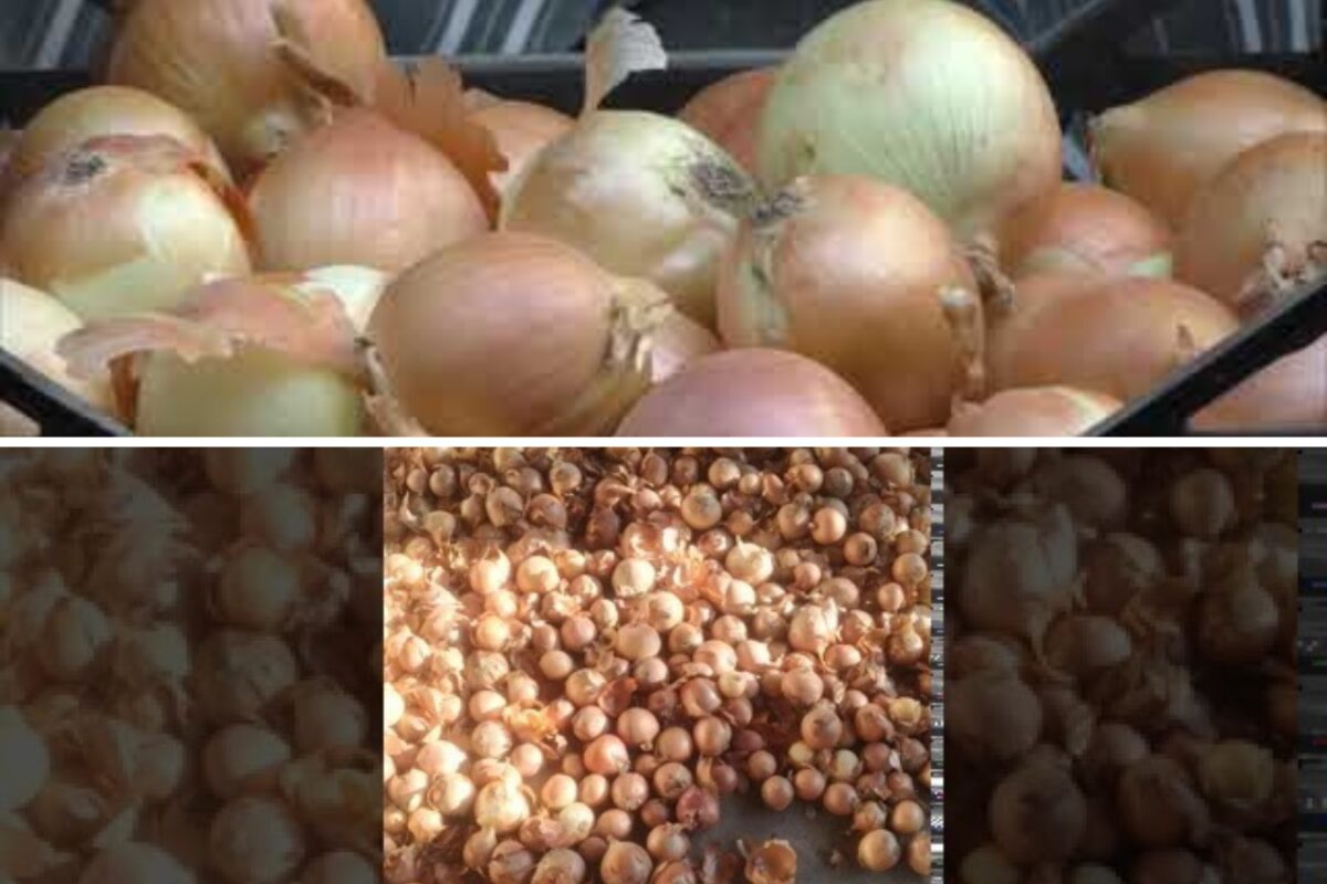 Секрети довготривалого збереження цибулі