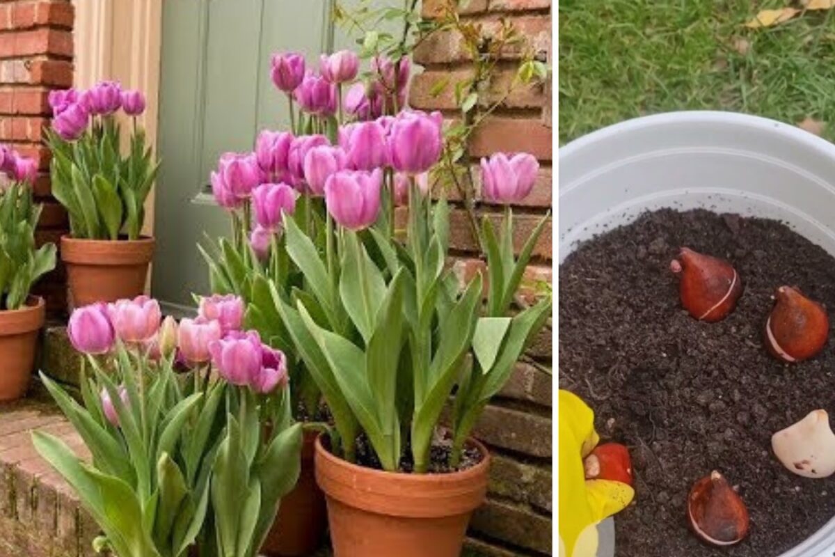 Квітникарі розповіли, як виростити тюльпани до 8 березня