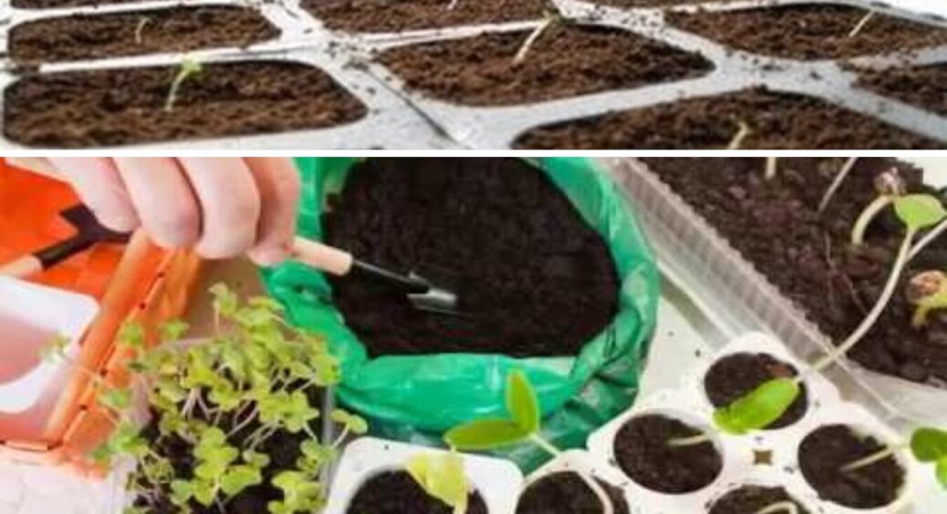 Ці контейнери гублять розсаду: 4 правила, які треба знати кожному дачнику — як 2х2 
