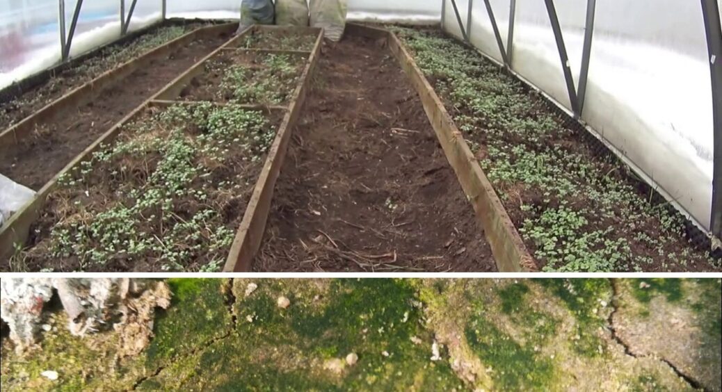 Чому “зеленіє” земля у теплиці та що з цим робити: 4 причини та 1 варіант обробки 