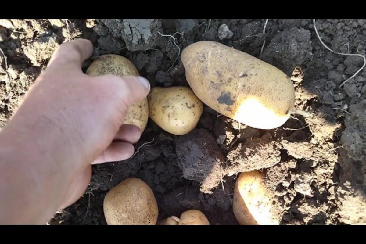 Сорти картоплі, які підходять для приготування пюре