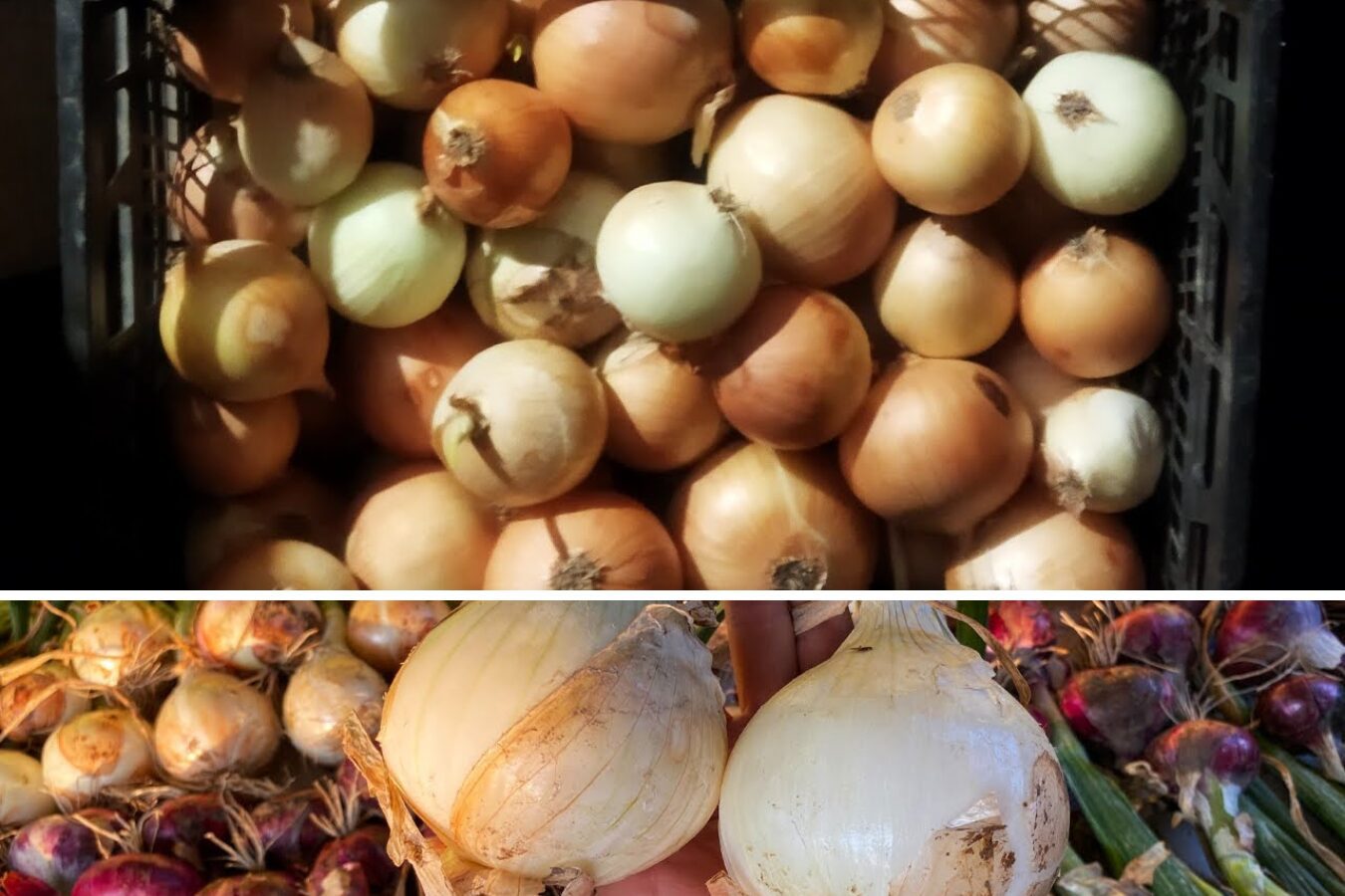 Агроном розповів, які сорти цибулі виростити у себе на дачі