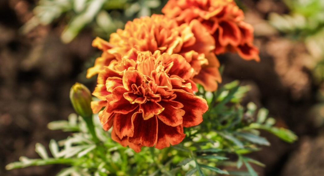 Чорнобривці у 2026 зацвітуть рано — сприятливі дні, щоб посіяти квіти на розсаду 