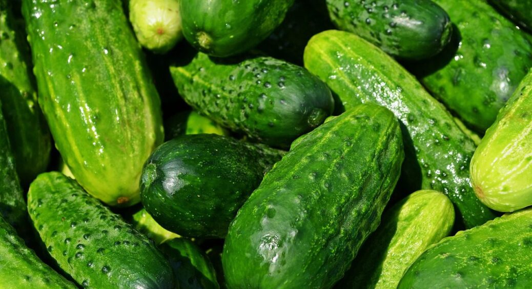 Розсада огірків зійшла, а тепер що робити далі? 3 поради від професіонала для міцних рослин 