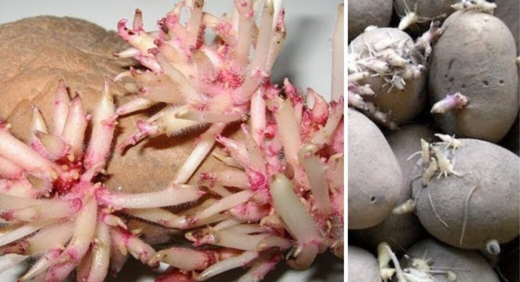 Як зупинити проростання картоплі: 4 прості поради для міського зберігання бульб взимку 