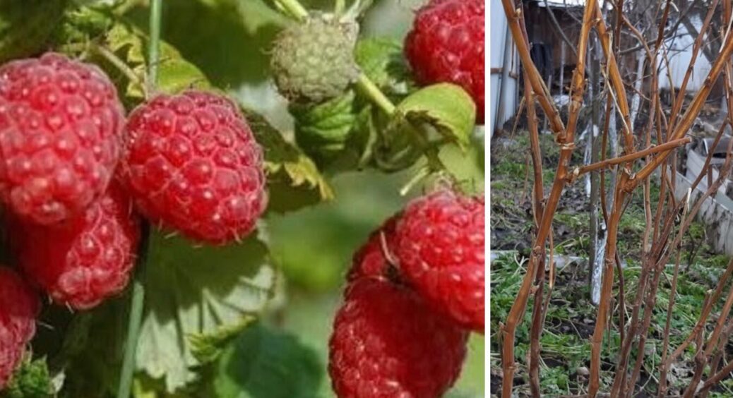 Ці 3 сорти малини дають урожаю в 15 разів більше: вирощую і продаю – заробила ого-го 