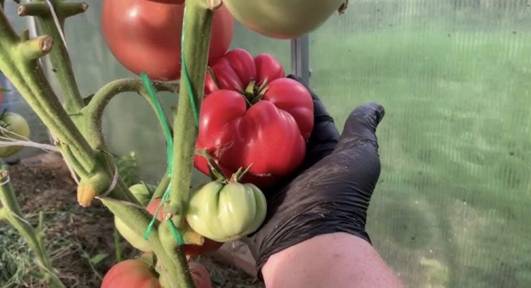 Ці томати не розтріскуються і довго зберігаються, а плоди по 350 г. Без кислоти і товстої шкірки 