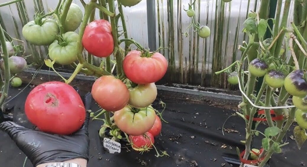 1 сорт рожевих томатів, що не тріскаються і солодкі як мед: ідеальні для салатів на весь сезон 