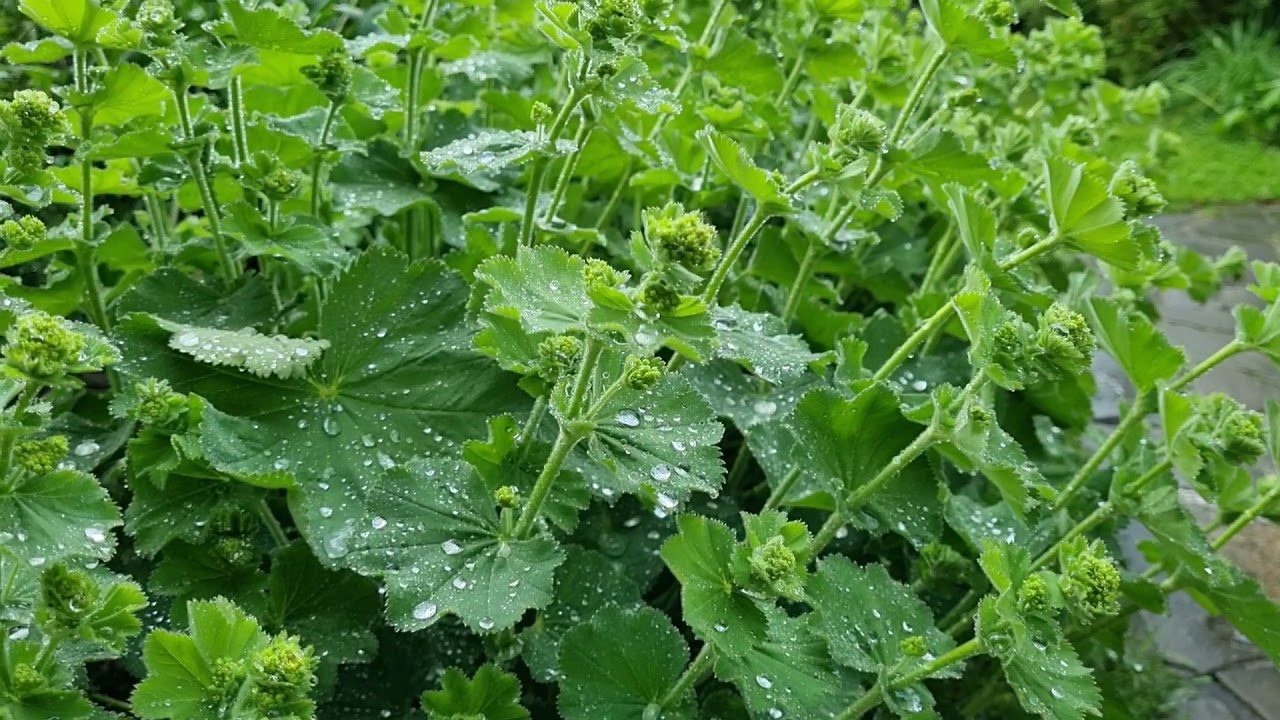 Декоративні багаторічники для прикрашання бордюрів