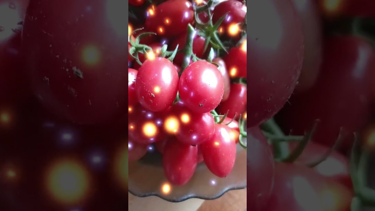 Високоврожайний сорт помідорів черрі Малиновий фонтан