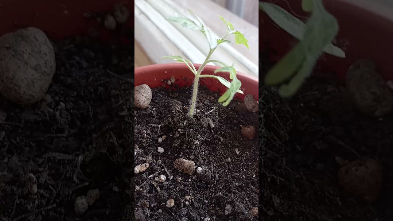 Експерти розповіли, які добрива категорично не підходять помідорам на грядці