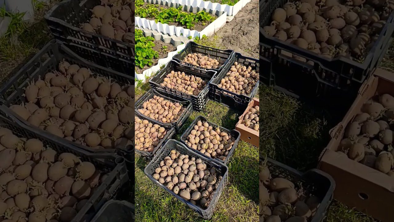 Агрономи розповіли, як збільшити врожайність картоплі