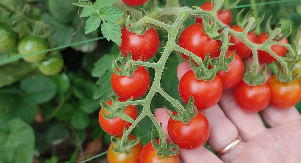Не томат, а хіт літа-2026: на кожній гілці зав’язалося по 30 плодів і родитиме до осені 