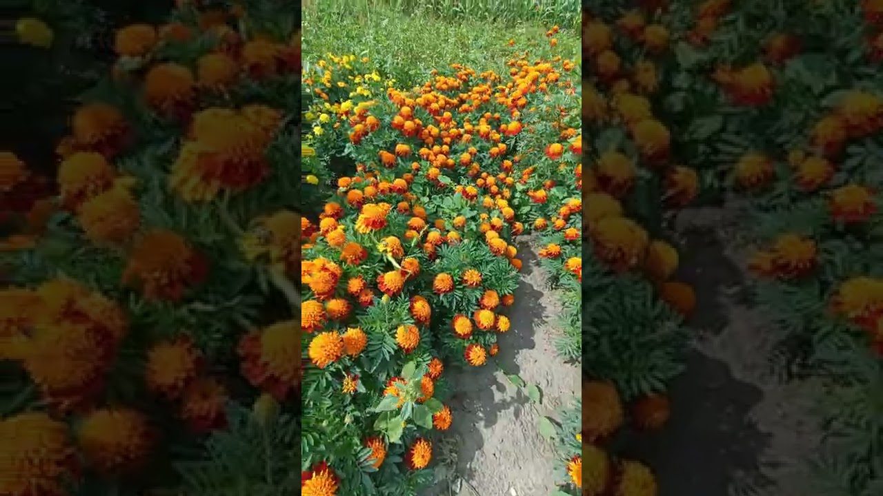 Квітникарі розповіли, коли висаджувати чорнобривці на розсаду 