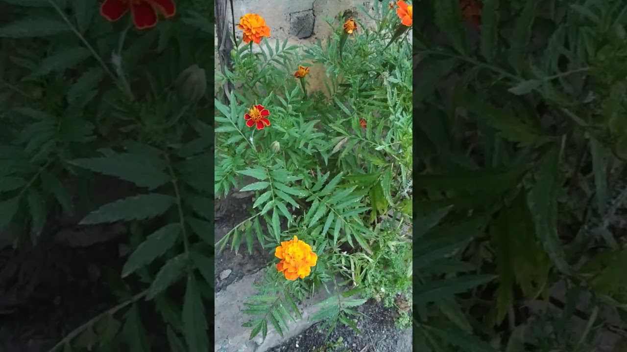 Квітникарі розповіли, коли висаджувати чорнобривці на розсаду 