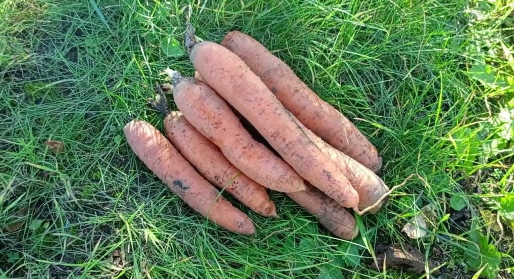 Справжня морквяна фабрика на грядці: ці 4 сорти сію в січні – влітку збираю урожай відрами  