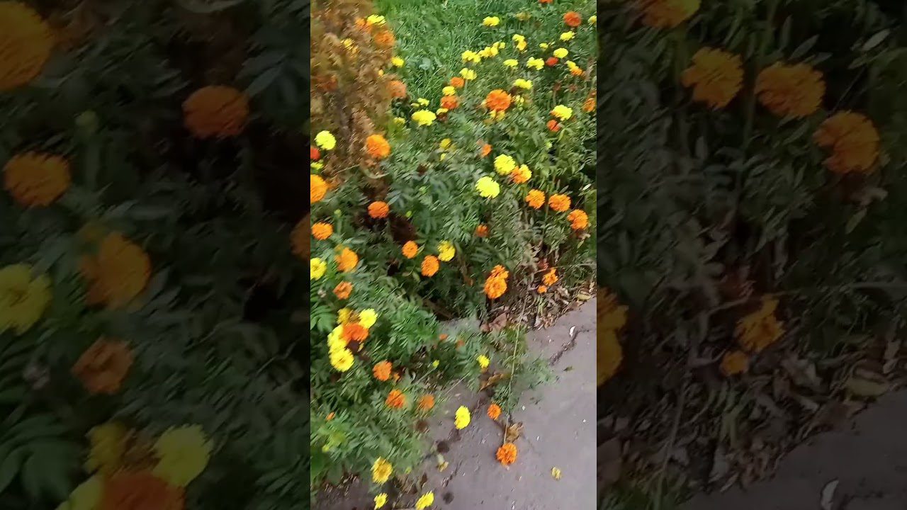 Квітникарі розповіли, коли висаджувати чорнобривці на розсаду 