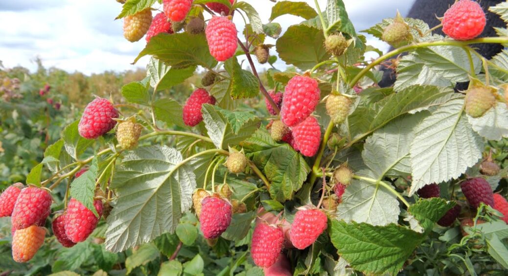 Ремонтантна малина буде плодоносити до морозів: ці 3 секрети обрізки кущів роблять свою справу 