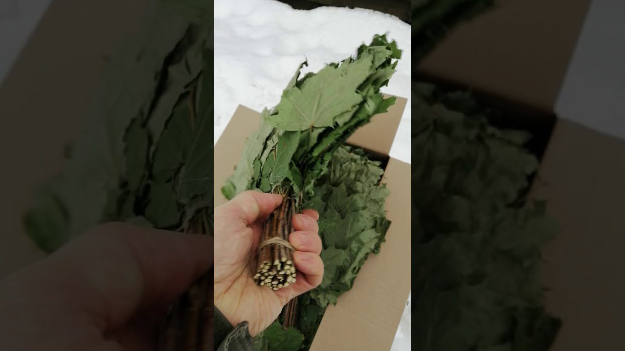 Віники для бані