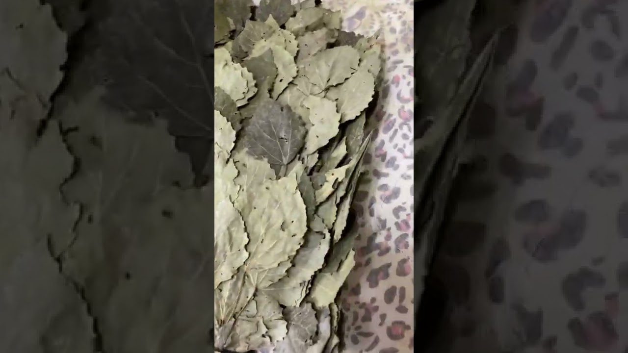 Віники для бані