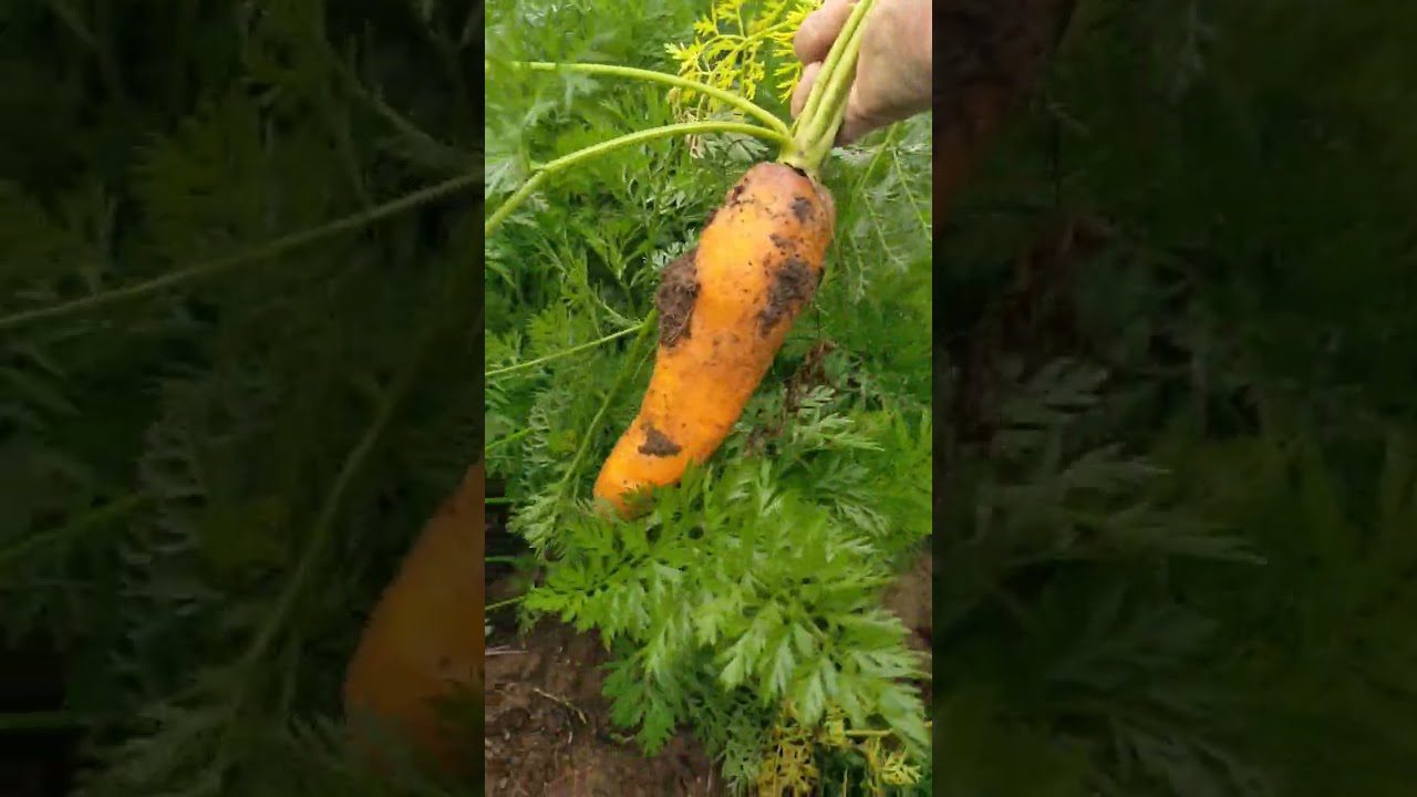 Агрономи назвали найкращі сорти моркви для підзимової посадки