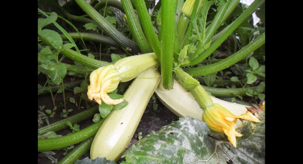 Це насіння розгрібають за мить: в 2026-му році оберіть цей сорт кабачків для ранньої посадки 