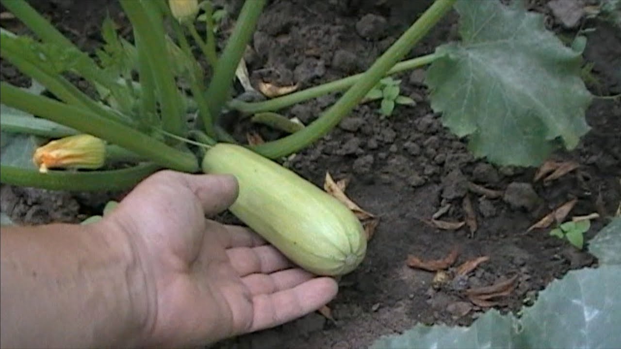 Сорт кабачків Кавілі F1