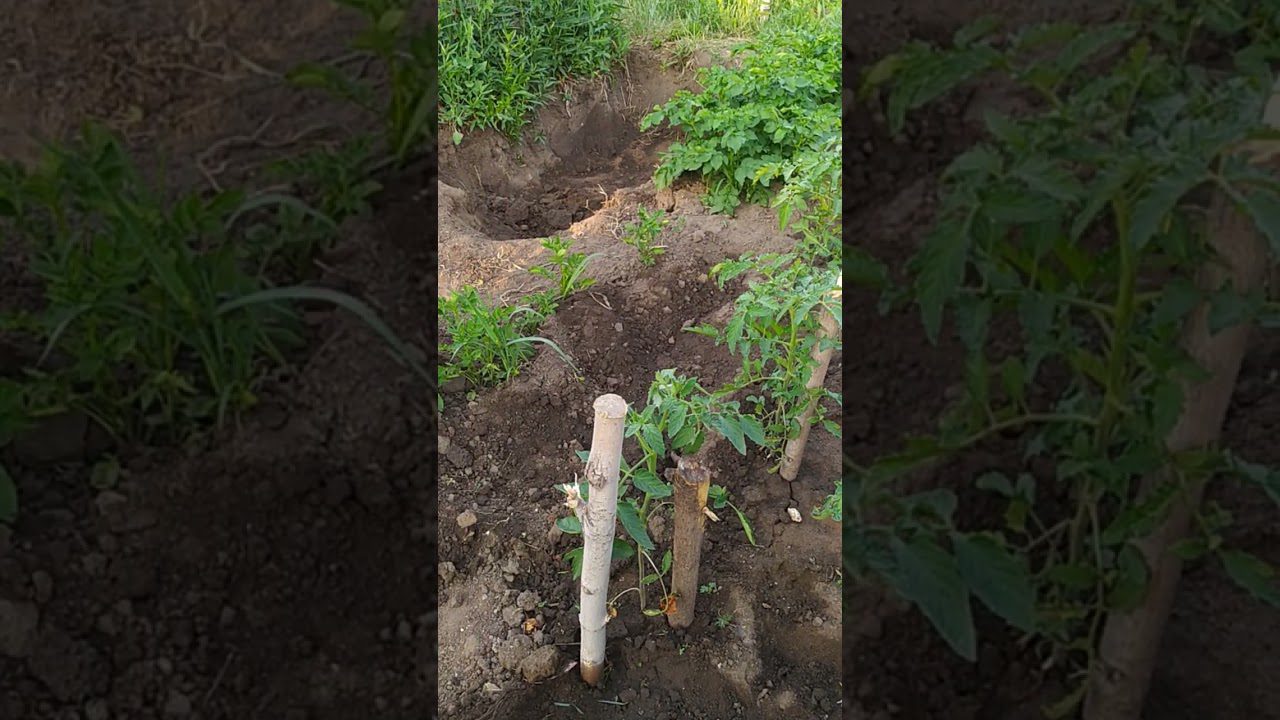 Яку рослину посадити поруч із помідорами, щоб вони виросли смачними