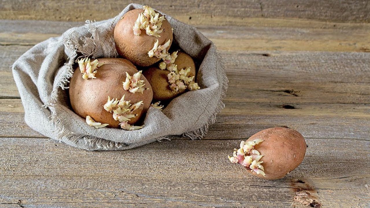 Городники розповіли, як зупинити проростання картоплі в погребі