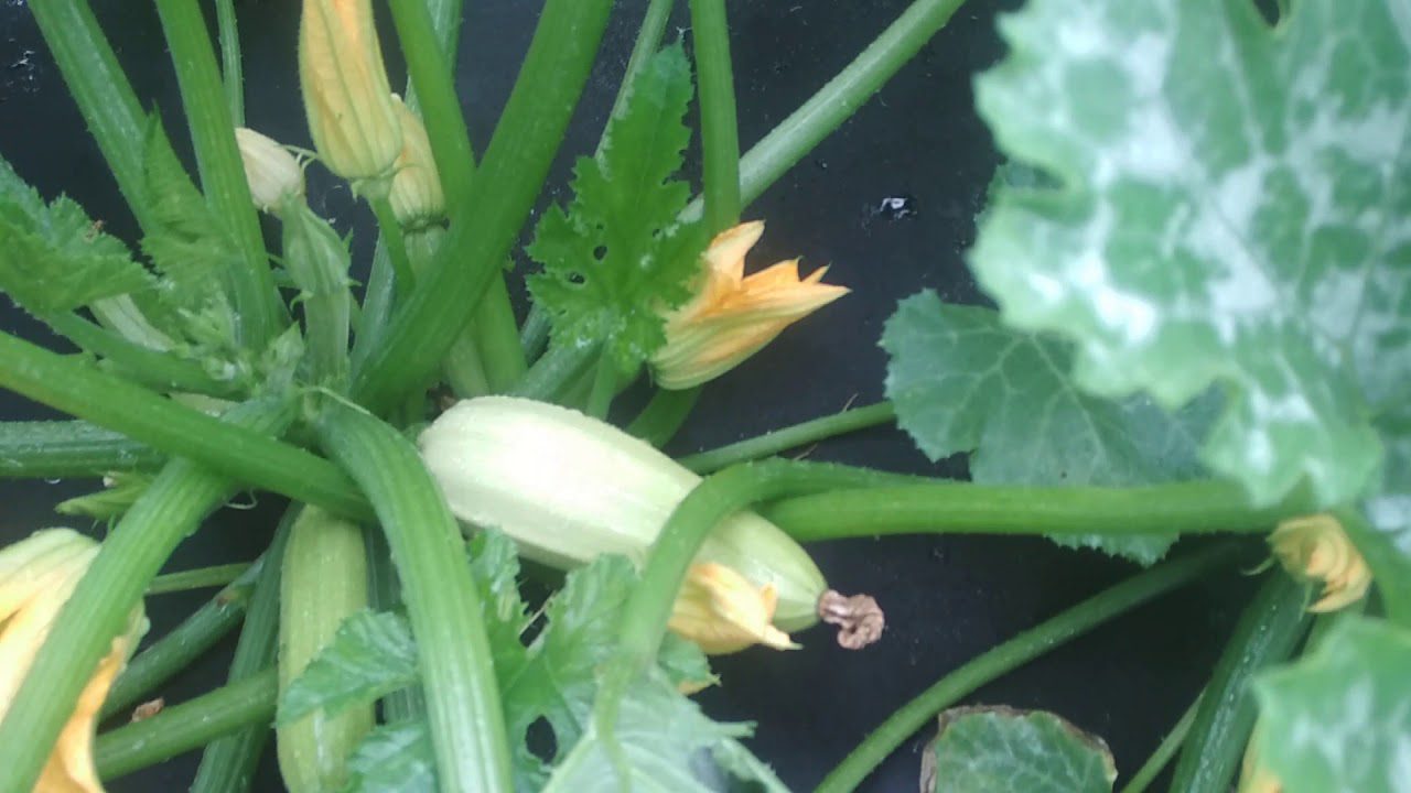 Сорт кабачків Кавілі F1