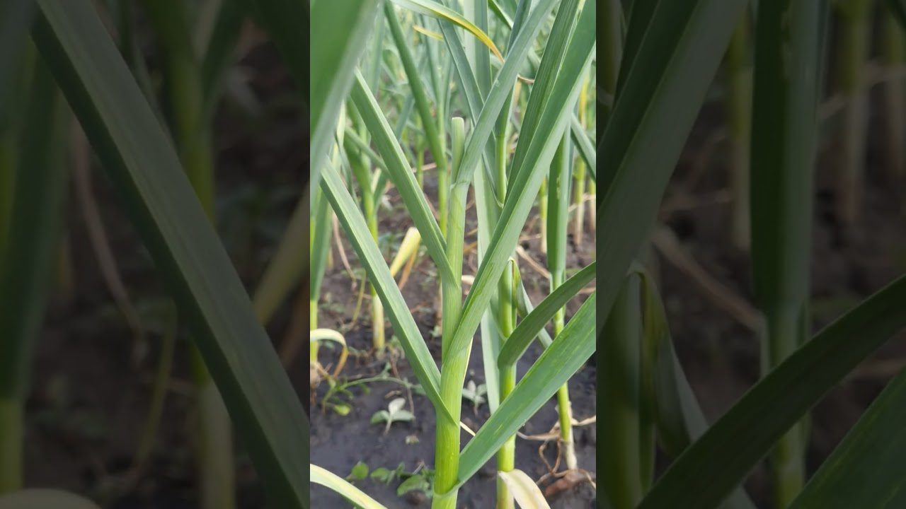 Яку рослину посадити поруч із помідорами, щоб вони виросли смачними