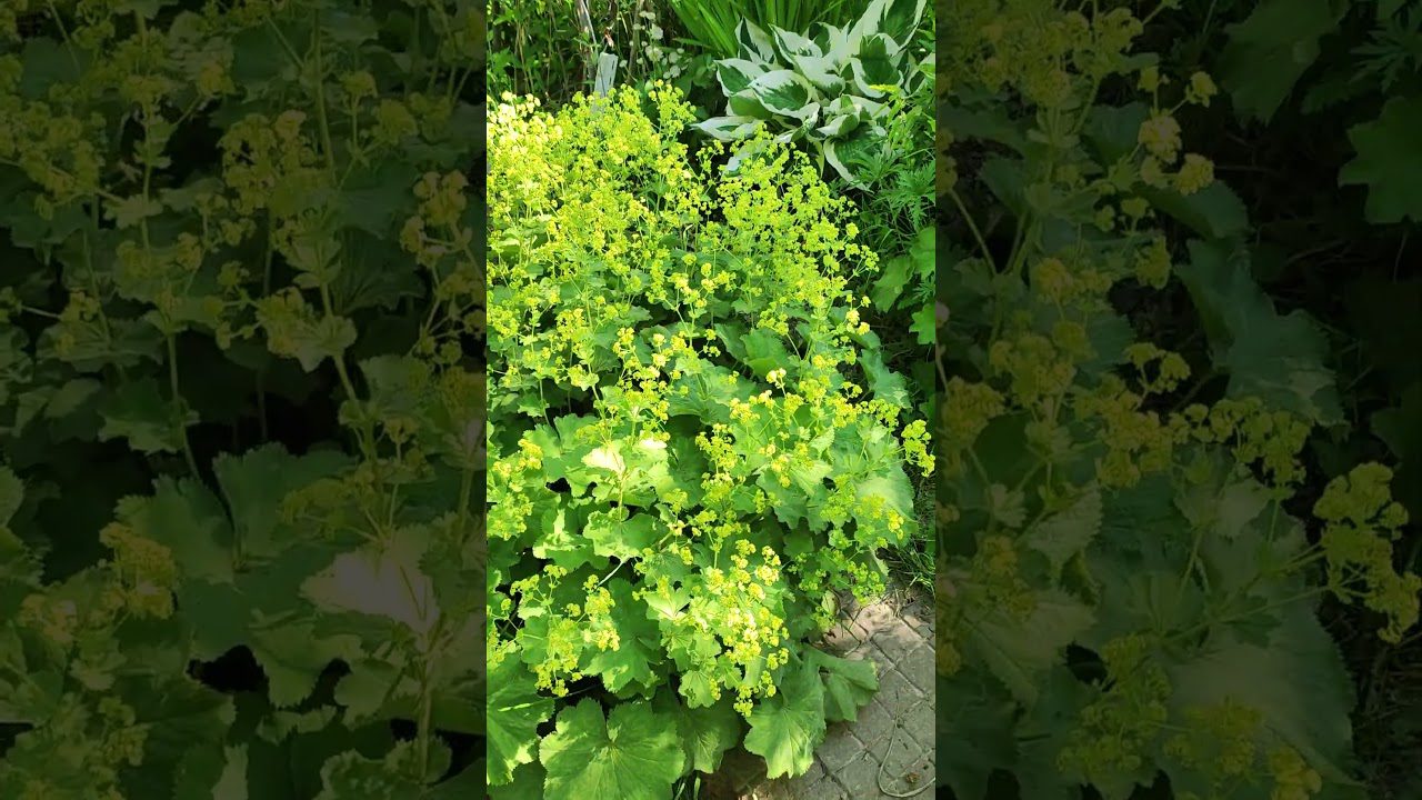 Декоративні багаторічники для прикрашання бордюрів