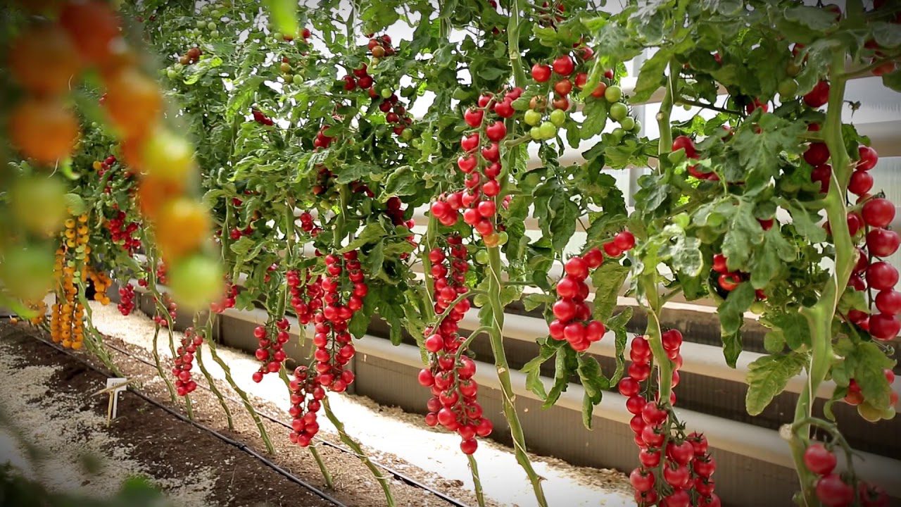 Високоврожайний сорт помідорів черрі Малиновий фонтан