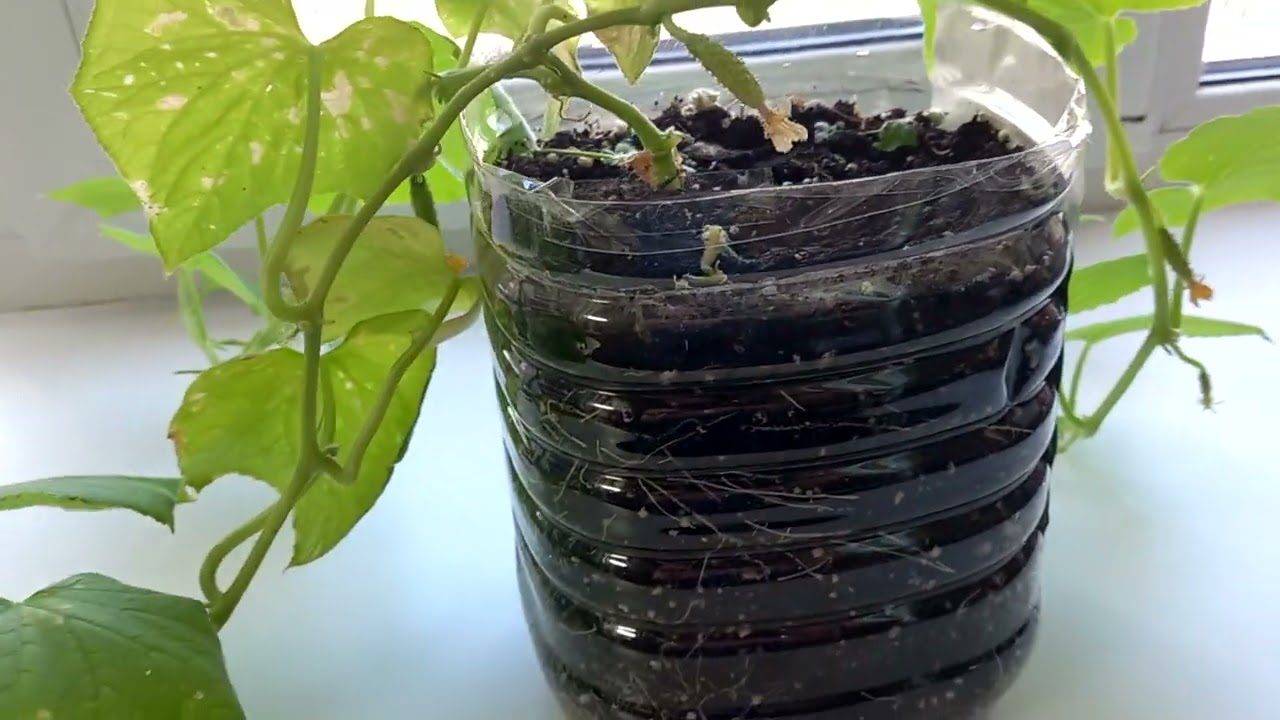 Агрономи назвали сорти огірків, які ідеально підходять для вирощування на підвіконні