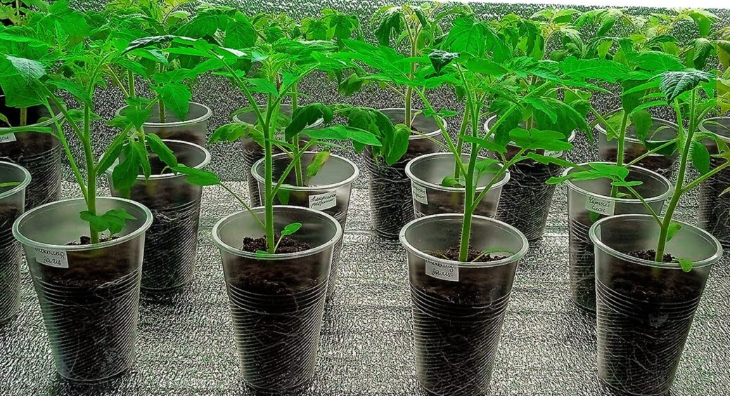 Ми їх для користі, а вони лише шкодять: 2 добрива, які не підходять помідорам на грядці 