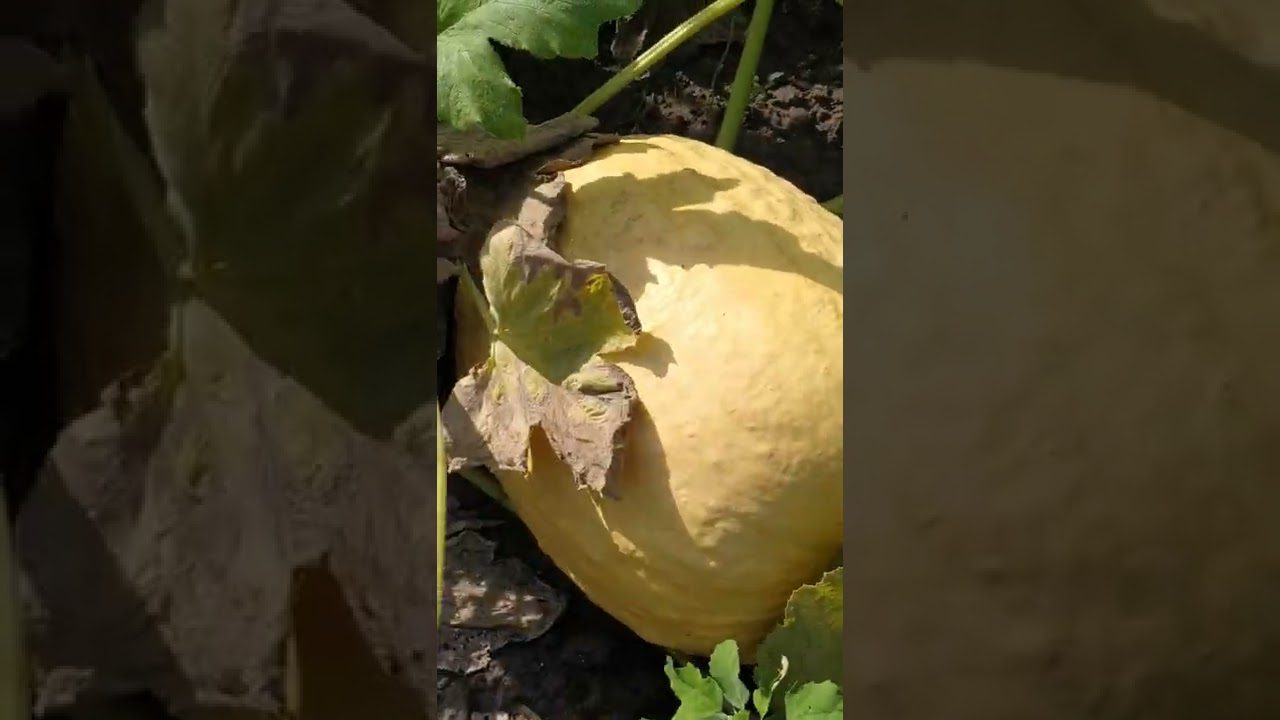 Агрономи назвали врожайний сорт гарбуза для вирощування в Україні