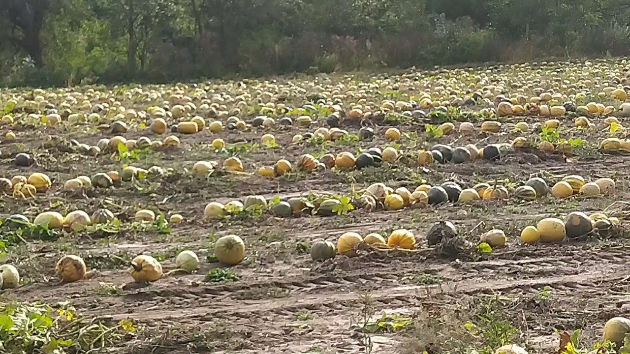 Агрономи назвали врожайний сорт гарбуза для вирощування в Україні