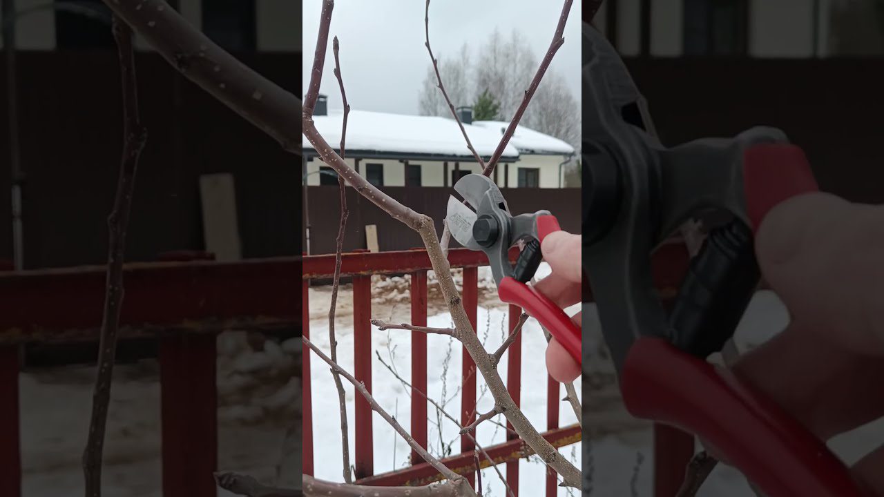 Садівники назвали дерева, які можна обрізати взимку